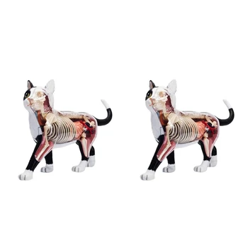 2X Zvířat, Orgán, Anatomie Model 4D Cat Inteligence Montáž Hračka Výuky Anatomie Model DIY Populární Věda Spotřebiče