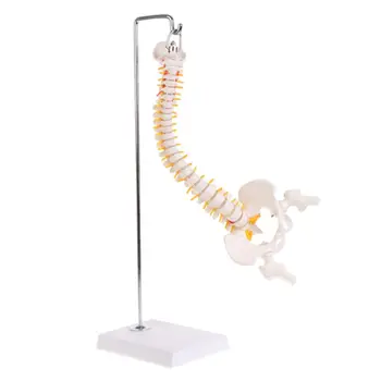 45cm Flexibilní Lidské Páteře Obratle Bederní Anatomický Model Ottem