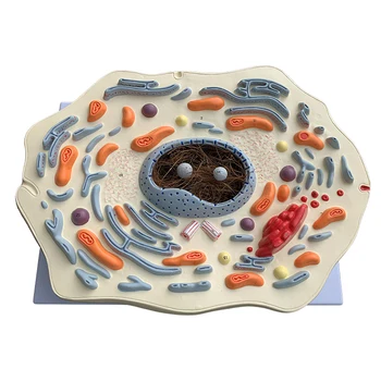 Animal Cell Model Mikrostruktury Anatomický Model Střední Školy Biologie Výuka Biologické Buňky Výukových Zdrojů