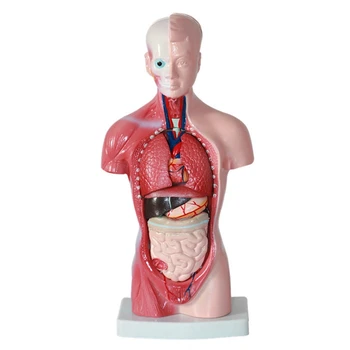 Lidské Torzo Těla Modelu, Anatomie, Anatomický Vnitřní Orgány 11 Inch Pro Studentské Pedagogické Studium