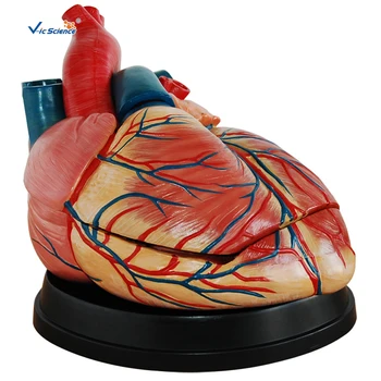 Nový Styl Jumbo Srdce Anatomické Lékařské Model