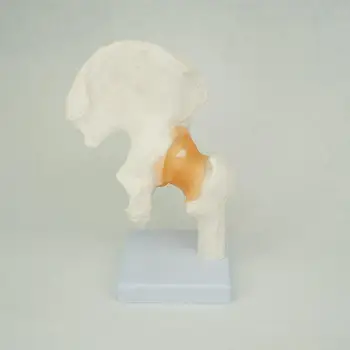 PVC Životní Velikosti Anatomické Kyčelního Kloubu Model Lidské Kostry Lékařské Anatomie Cvičení Kostí, Ortopedické Bolesti